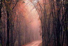  约基奇复出首秀出彩，广厦男篮主场惊险上海海港，豪取4连胜